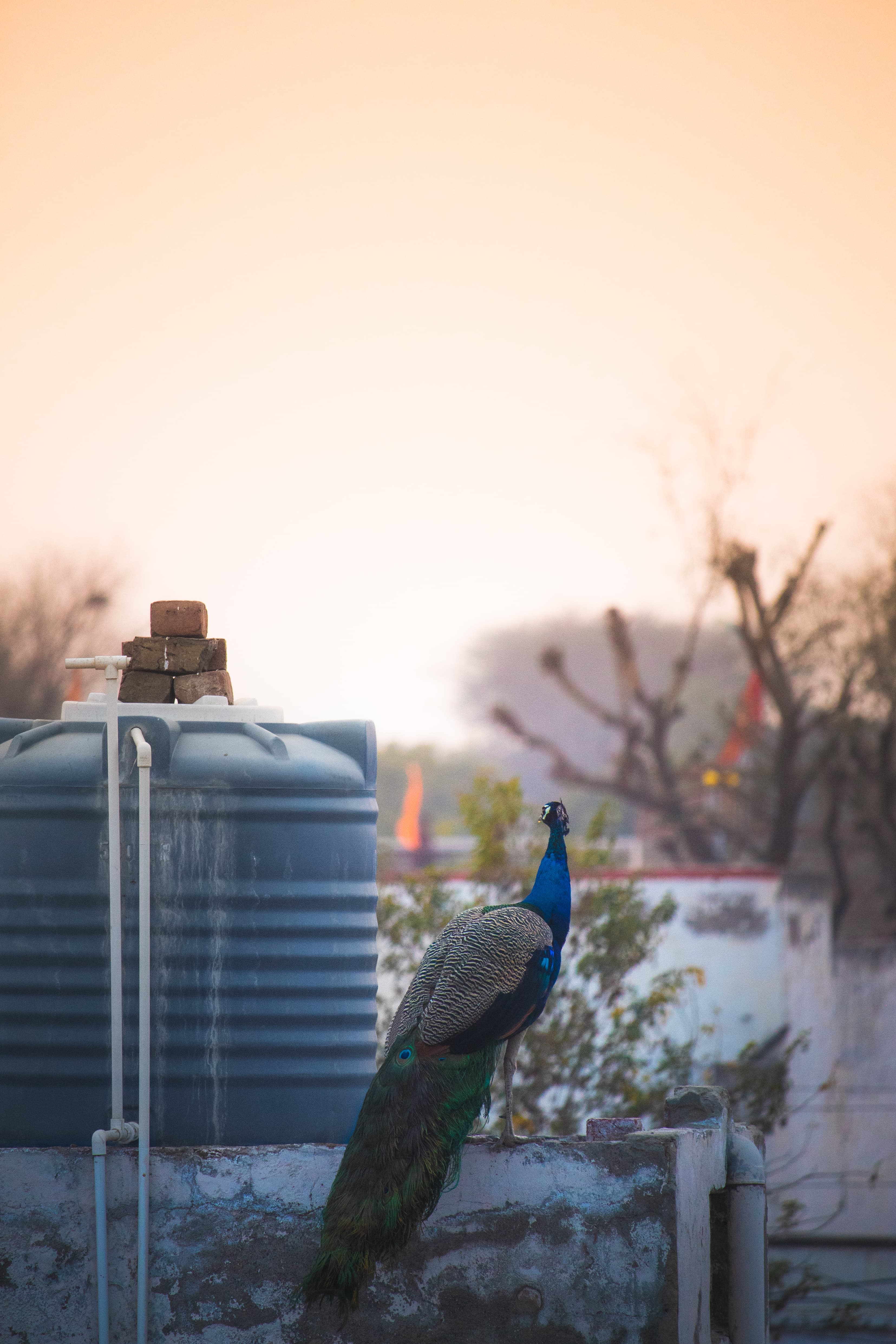 Peacock in Rajasthan
